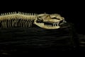 Close up head bone snake for pattern bone snake on black background Royalty Free Stock Photo