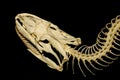Close up head bone viper on black background Royalty Free Stock Photo