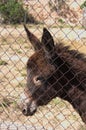 Face of a brown donkey behind a metal fence looking to the left of the image Royalty Free Stock Photo