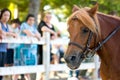 Close Up of the Head of Brown Horse on Blur Background at the Equestrian Competition.