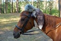 Close up of head of brown horse Royalty Free Stock Photo