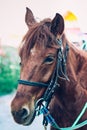 Close up head of brown horse with halter. Royalty Free Stock Photo