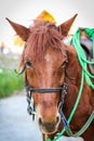 Close up head of brown horse with halter. Royalty Free Stock Photo