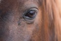 Head of a brown horse grass in the corner of the eye