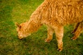 Close up of the head of a brown LLama with a wet coat eating a headgerow