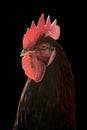 Close-up head of a brown rooster isolated on black