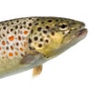 Close-up of head of brown trout, isolated