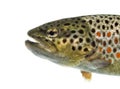 Close-up of head of brown trout, isolated