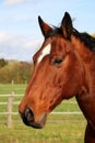 a Close-up of a head of a brown western horse with a white stripe on the head and black mane Royalty Free Stock Photo