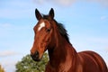 a Close-up of a head of a brown western horse with a white stripe on the head and black mane Royalty Free Stock Photo