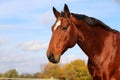 a Close-up of a head of a brown western horse with a white stripe on the head and black mane Royalty Free Stock Photo