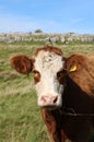 Close up of head of brown and white Hereford cow