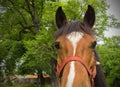 Close up head of a brown workhorse