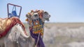 close up of a head of a camel adorned with colorful beads, camel rides for tourists in capadoccia turkey, copy space Royalty Free Stock Photo