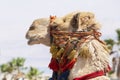 Close up of head of camel with colorful harness