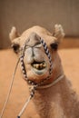 Close up of the head of a camel which has a cute but sideways or wonky smile and bad teeth, Abu Dhabi, United Arab Emirates Royalty Free Stock Photo