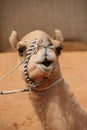 Close up of the head of a camel which has a funny expression or smile, Abu Dhabi, United Arab Emirates Royalty Free Stock Photo