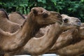 Close up head the camels in the garden Royalty Free Stock Photo