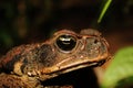 Close up of the head from a cane toad in south american rainforest, also a major threat in Australia Royalty Free Stock Photo