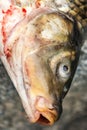 Close-up head carp. Fishing was successful