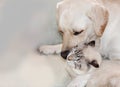 Cat and dog are great friends