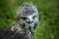Close up head of a Changeable Hawk-Eagle Royalty Free Stock Photo