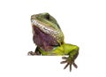 Close-up of the head of a Chinese water dragon looking out over a white space, Physignathus cocincinus, isolated on white Royalty Free Stock Photo