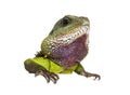 Close-up of the head of a Chinese water dragon looking out over a white space, Physignathus cocincinus, isolated on white Royalty Free Stock Photo