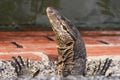 Close up of head and claws of asian water Monitor lizard Varanus salvator living in the sewage system Royalty Free Stock Photo