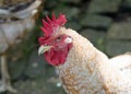 Close-up head of a Cockerel with bright red comb Royalty Free Stock Photo
