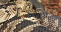 A Close Up of a Mojave Rattlesnake