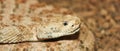 A Close Up of a Red Diamond Rattlesnake Royalty Free Stock Photo