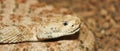 A Close Up of a Red Diamond Rattlesnake