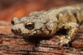 Close up of the head of a colorful Aneides ferreus , Clouded salamander Royalty Free Stock Photo