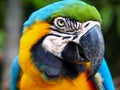 CLOSE UP OF HEAD OF COLORFUL PARROT
