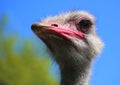 Close up of head of common ostrich (Struthio camelus) from the breed Zimbabwe Blue