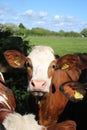 Close up of head of cow in field Royalty Free Stock Photo