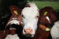 Close up of head of cow in field