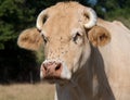 Close up on the head of a cow with flies Royalty Free Stock Photo