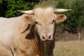 Close up on the head of a cow with flies Royalty Free Stock Photo