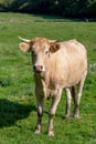 A close up on the head of a cow with flies Royalty Free Stock Photo