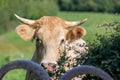 A close up on the head of a cow with flies Royalty Free Stock Photo