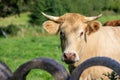 A close up on the head of a cow with flies Royalty Free Stock Photo