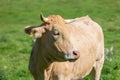 A close up on the head of a cow with flies Royalty Free Stock Photo