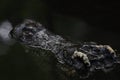 Close up head the crocodile on the blackriver Royalty Free Stock Photo