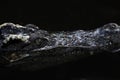 Close up head the crocodile on the blackriver Royalty Free Stock Photo