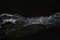Close up head the crocodile on the blackriver Royalty Free Stock Photo