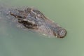 Close-up head-crocodile-Crocodylus siamensis