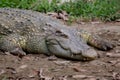 Close up head crocodile in the garden Royalty Free Stock Photo