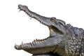 Close up head crocodile is show mouse and teeth on the rock on white background have path Royalty Free Stock Photo